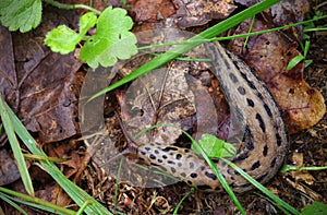 The biggest leopard slug is crawling