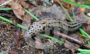 The biggest leopard slug is crawling along the ground.