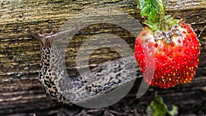 Biggest leopard slug crawling near strawberries. Agricultural pest.