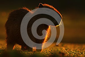 Biggest mouse around the world, Capybara, Hydrochoerus hydrochaeris, with evening light during sunset, Pantanal, Brazil