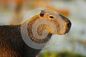 Biggest mouse around the world, Capybara, Hydrochoerus hydrochaeris, with evening light during sunset, Pantanal, Brazil