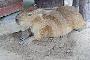 Biggest mouse, Capybara, Hydrochoerus hydrochaeris