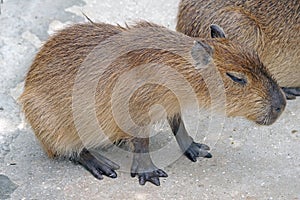 Biggest mouse Capybara from South America