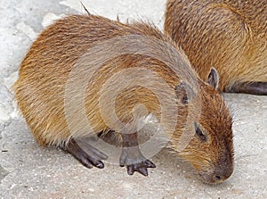 Biggest mouse Capybara from South America