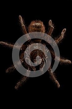 Venezuelan Goliath tarantula teraphosa blondi photo