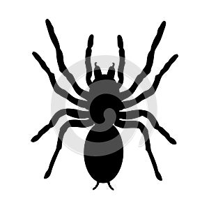 Biggest spider symbol. Tarantula vector silhouette isolated on white background.