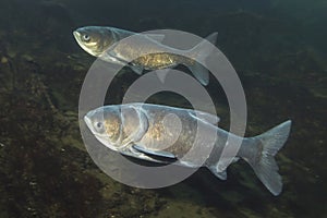 Bighead Carp Arisichthys nobilis underwater