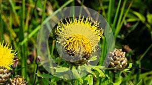 Bighead knapweed, lemon fluff or Centaurea macrocephala blossom close-up, selective focus, shallow DOF