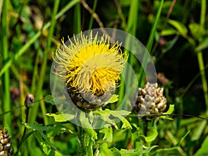 Bighead knapweed, lemon fluff or Centaurea macrocephala blossom close-up, selective focus, shallow DOF