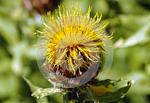 Bighead knapweed plant