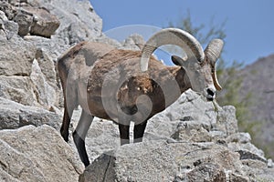 Bighorn 1