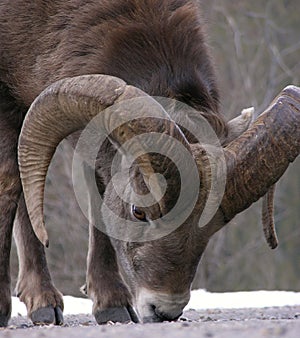 Bighorn