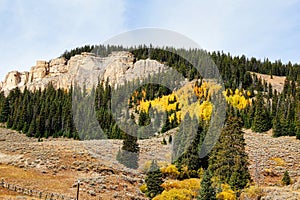 Fall Foliaga on Quaking Aspen in the Bighorn National Forest, Bighorn Mountains in Wyoming.