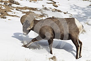 Bighorn digging in snow photo