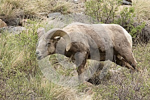 Bighorn eating fresh browse