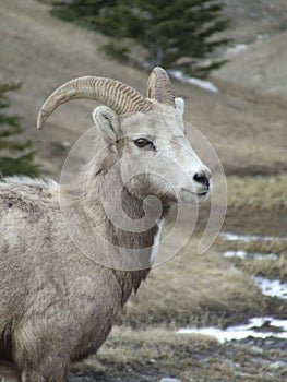 Bighorn Ewe