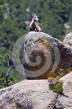 Bighorn ewe on top of rock photo