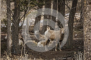 Bighorn female sheep or ewe Ovis canadensis big Mammal in the foresr east of british columbia canada