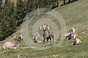 Bighorn Herd