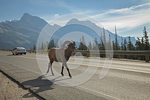 Bighorn Highway