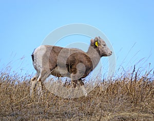 Bighorn lamb