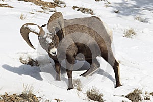 Bighorn looking for food in snow photo