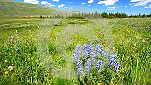 Bighorn National Forest