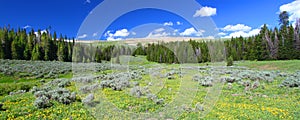 Bighorn National Forest Panoramic