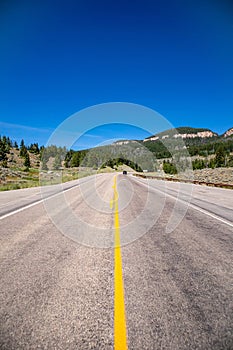 Bighorn National Forrest in Wyoming on highway 16 with Limber Pine (Pinus flexilis) growing in the rocky cliffs