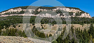 Bighorn National Forrest in Wyoming with Limber Pine (Pinus flexilis) growing in the rocky cliffs