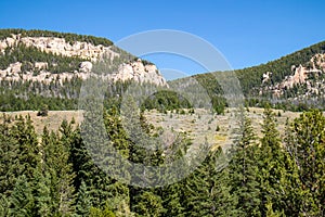 Bighorn National Forrest in Wyoming with Limber Pine Pinus flexilis growing in the rocky cliffs in summer