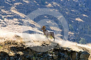 Bighorn Ram photo