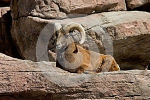 Bighorn Ram