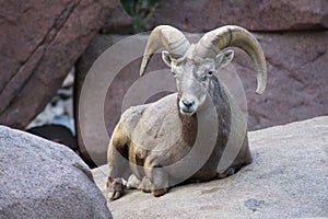 Bighorn ram