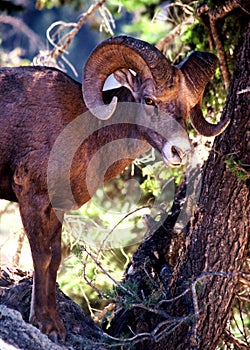 Bighorn ram