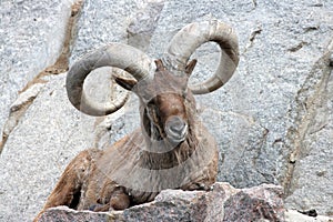 Bighorn Ram