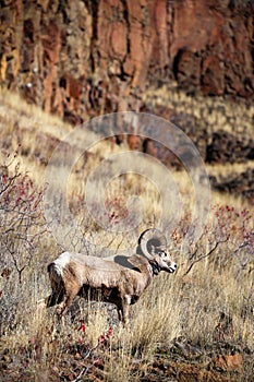 Wild bighorn sheep in Hells Canyon National Recreation Area photo