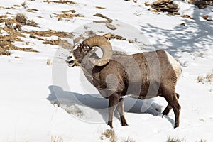Bighorn ram eating grass in winter