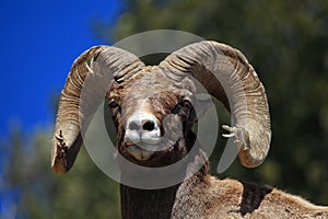 Bighorn Ram in the Lamar Valley