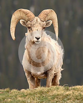 Bighorn Ram Looking Out