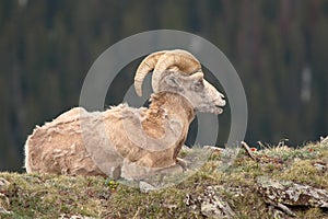 Bighorn Ram Looking Out