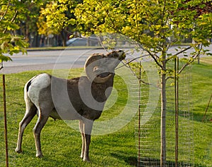 A Bighorn Ram Looking for Some City Snacking