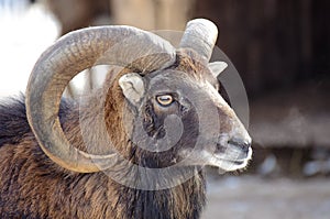 Bighorn Ram Portrait