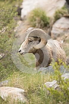 Bighorn ram portrait