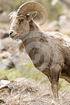 Bighorn Ram Portrait photo