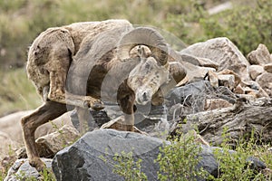 Bighorn Ram In Rocky Mountains photo