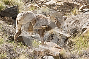 Bighorn ram scratching himself