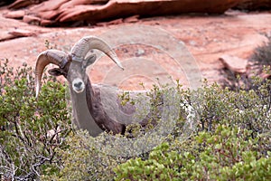 Bighorn Ram Sheep