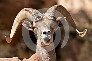 Bighorn Ram Sheep photo