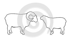 Bighorn ram and sheep couple line contour vector silhouette illustration isolated on white. Lamb meat.